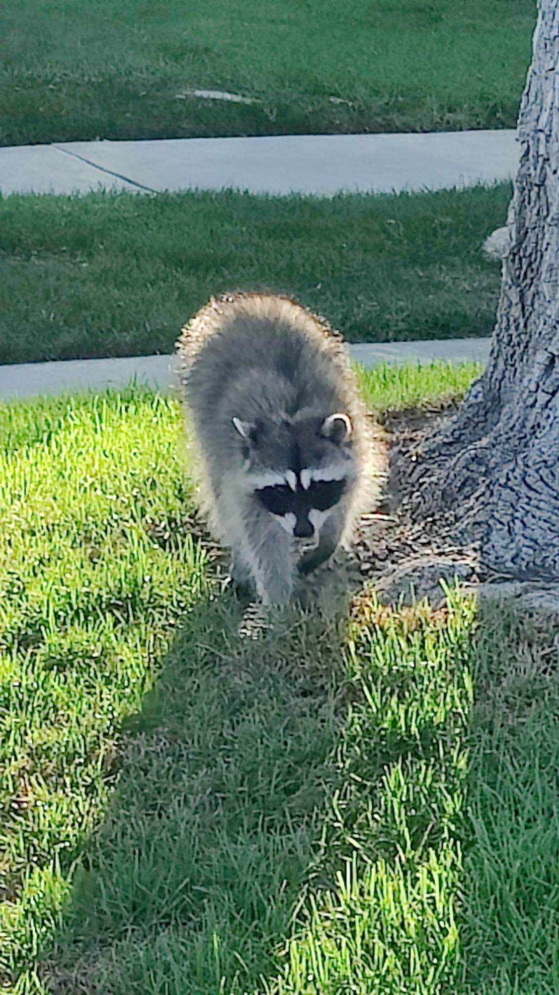 Raccoon in Long Beach California