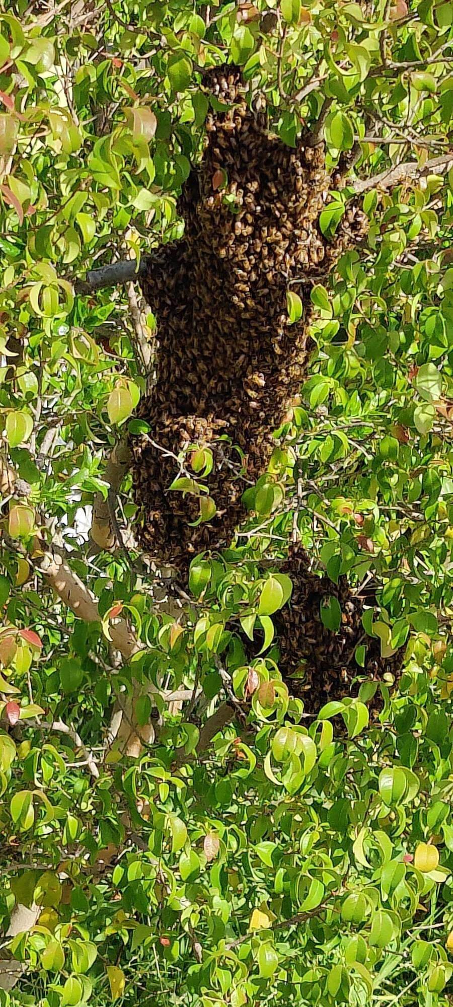 Bee hive in Long Beach California